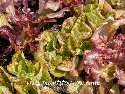 Speckled Trout Romaine Lettuce (Lactuca)
